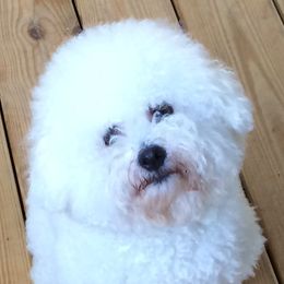 Elsa - Bichon Frise