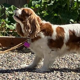 Cavalier King Charles Spaniels from Debora's Cavalier King Charles Spaniels