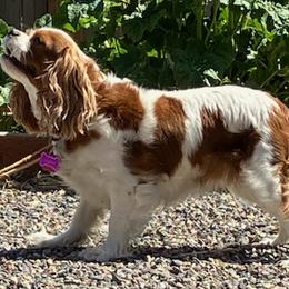 Cavalier King Charles Spaniels from Debora's Cavalier King Charles Spaniels