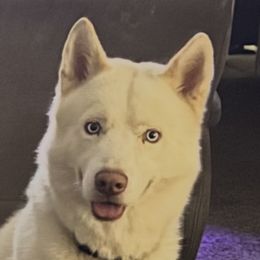 Siberian Huskies from ETX Huskies