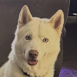 Siberian Huskies from ETX Huskies