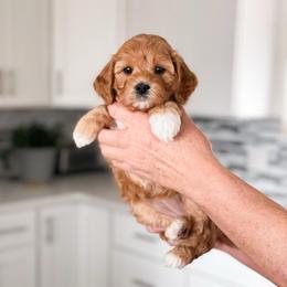 Tortuga - Red female Cavapoo puppy in Murray, Utah from Good Looking Dogs