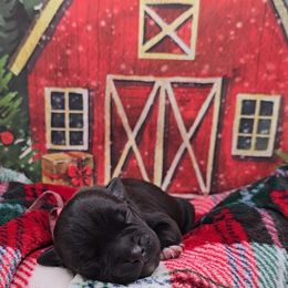 Magee (Miss. Pink) - Brindle female Staffordshire Bull Terrier puppy in Georgetown, Texas from Bruhaus Kennels