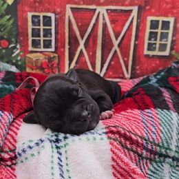 Magee (Miss. Pink) - Brindle female Staffordshire Bull Terrier puppy in Georgetown, Texas from Bruhaus Kennels