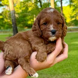 Luke - Red male Cavapoo puppy in Newville, Alabama from Southeast cavapoos