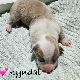 Kyndal - White and fawn female Pembroke Welsh Corgi puppy in Cashion, Oklahoma from Shabby Chic Corgis