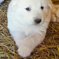 Australian Cattle Dog Puppies from Painted Canvas Farm