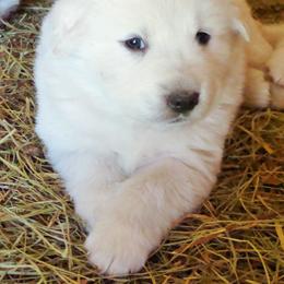 Australian Cattle Dog Puppies from Painted Canvas Farm