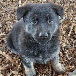 Nova - Black and tan female German Shepherd puppy in Augusta, West Virginia from Vom Haus Highlands