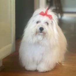Oakie - Coton de Tulear