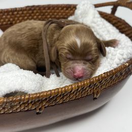 Dozer - Brown - Red male Australian Labradoodle puppy in Citrus Heights, California from Elite Blend Labradoodles