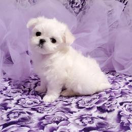 Boy 1 - White male Maltese puppy in Fresno, California from Soua's Pups