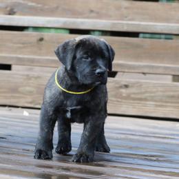 Yellow Collar - Tiger female Perro de Presa Canario puppy in Pocahontas, Illinois from Cabeza Grande Kennel