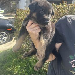 Vulcan - Black and red male German Shepherd puppy in Whitewater, California from Vom Haus Metzler Shepherds