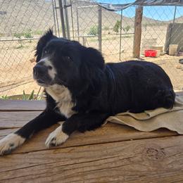 Sierra - Australian Shepherd