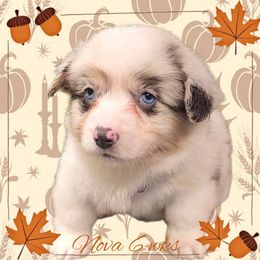 Skittles - Blue merle and white female American Corgi puppy in Mansfield, Ohio from Moonrise corgis