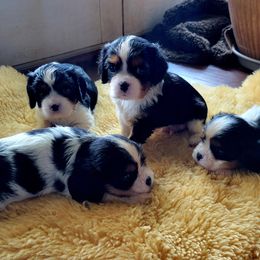 Cavalier King Charles Spaniel Puppies from Duchess Cavaliers