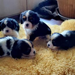 Cavalier King Charles Spaniel Puppies from Duchess Cavaliers