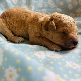 Pink Collar - Cream male Goldendoodle puppy in Denison, Iowa from Violet View Iowa Goldendoodles