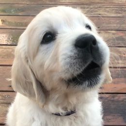 Golden Retriever Puppies from West Coast Cream Goldens