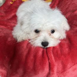Boy 1 - White male Maltese puppy in Massachusetts from Happy Tail Yorkies and Maltese