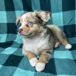 Girl 3 - Red merle female Miniature Australian Shepherd puppy in Hokes Bluff, Alabama from Alegria Toy Aussies