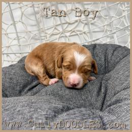 Tan Boy - Red  male Goldendoodle puppy in Taneytown, Maryland from Curlydoodles