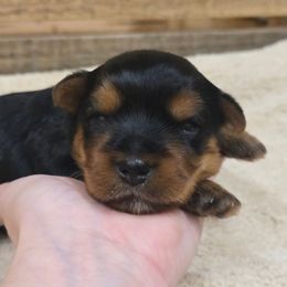 Benjamin - Black and gold male Yorkshire Terrier puppy in Mountain Grove, Missouri from Precious Puppies