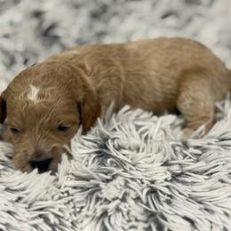 Charlie - Apricot male Goldendoodle puppy in Ambrose, Georgia from Brandilyn's Aussies