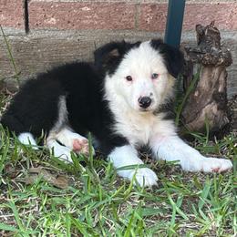 Sua - Black and white female Border Collie puppy in Mckinney, Texas from Border Collies of Ruidoso