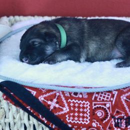 German Shepherd Puppies from Silver Elite Shepherds