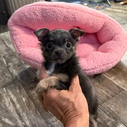 Bentley - Blue and tan male Chihuahua puppy in Summerfield, Florida from Uey’s Chihuahuas