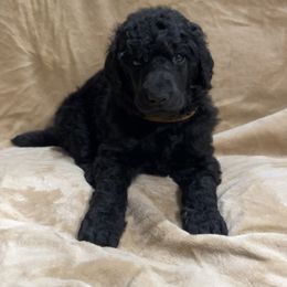 “Cannoli” Brown Collar Boy - Poodle puppy from Champagne Poodles