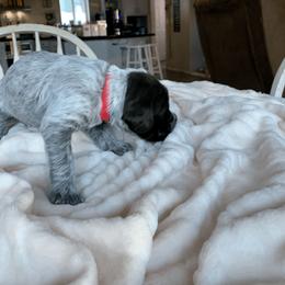 Wirehaired Pointing Griffon Puppies from Happy Hollow Griffons