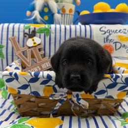 Red - Black female Labrador Retriever puppy in Heath Springs, South Carolina from Rich Hill Retrievers