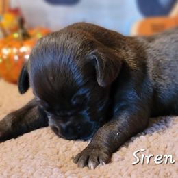 Great Dane Puppies from Caddylicious Great Danes