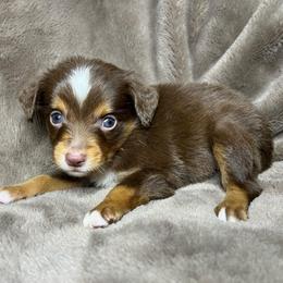Boy 1 - Red tri male Toy Australian Shepherd puppy in Alabama from SBA Aussies