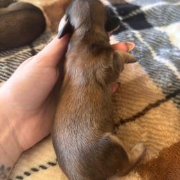 Girl 1 - Cream female Dachshund puppy in Cottonwood, Arizona from JuniperWood Dachshunds