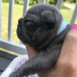 French Bulldog Puppies from Crooked C Ranch