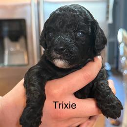 Trixie - Parti female Poodle puppy in Virginia Beach, Virginia from Piva’s Prestige Miniature Poodles