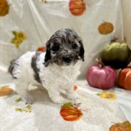 Coco - Merle female Cockapoo puppy in Salem, Oregon from Capital Doodles