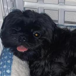 Chloe - Shih Tzu