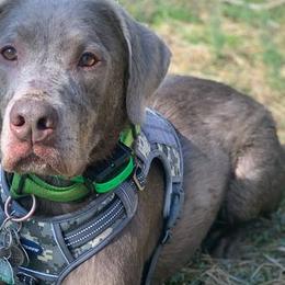 Dilute Retrievers from Integrated K9