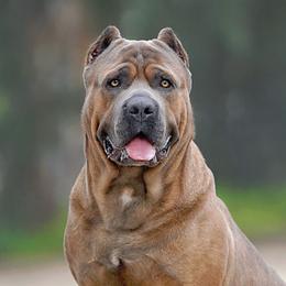Cane Corso from Liberty Corsos