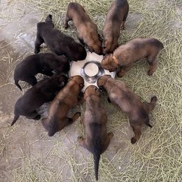 Dutch Shepherd and xDutch Shepherd Puppies from Raw Nature K9