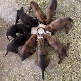 Dutch Shepherd and xDutch Shepherd Puppies from Raw Nature K9