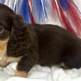 Shania - Chocolate and cream female Dachshund puppy in Mesquite, Texas from AB Dachshund