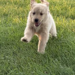 Scotty - Golden male Golden Retriever puppy in Lynn, Indiana from Four Seasons
