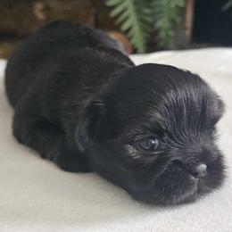 Shih Tzu Puppies from Lavender Lane Tzus