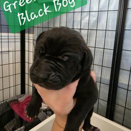 Green Collar Boy - Black male Great Dane puppy in Longview, Texas from Lazy A Danes